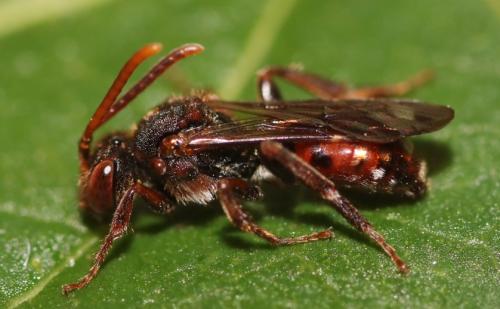 Réf. 337 530 : Nomada sp.